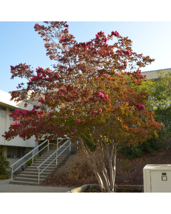 Large Tree (15 gallons)